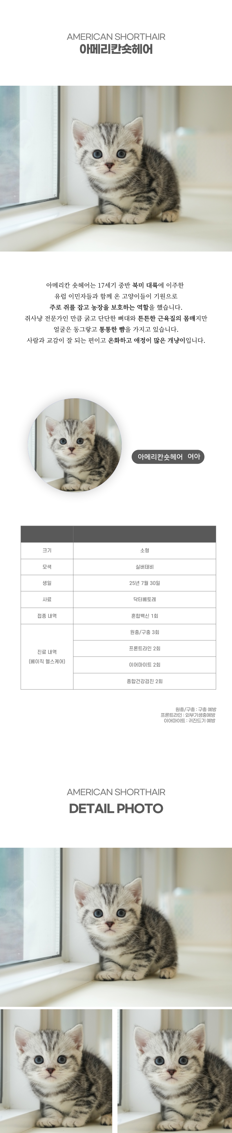 아메리칸숏헤어_상세이미지_2